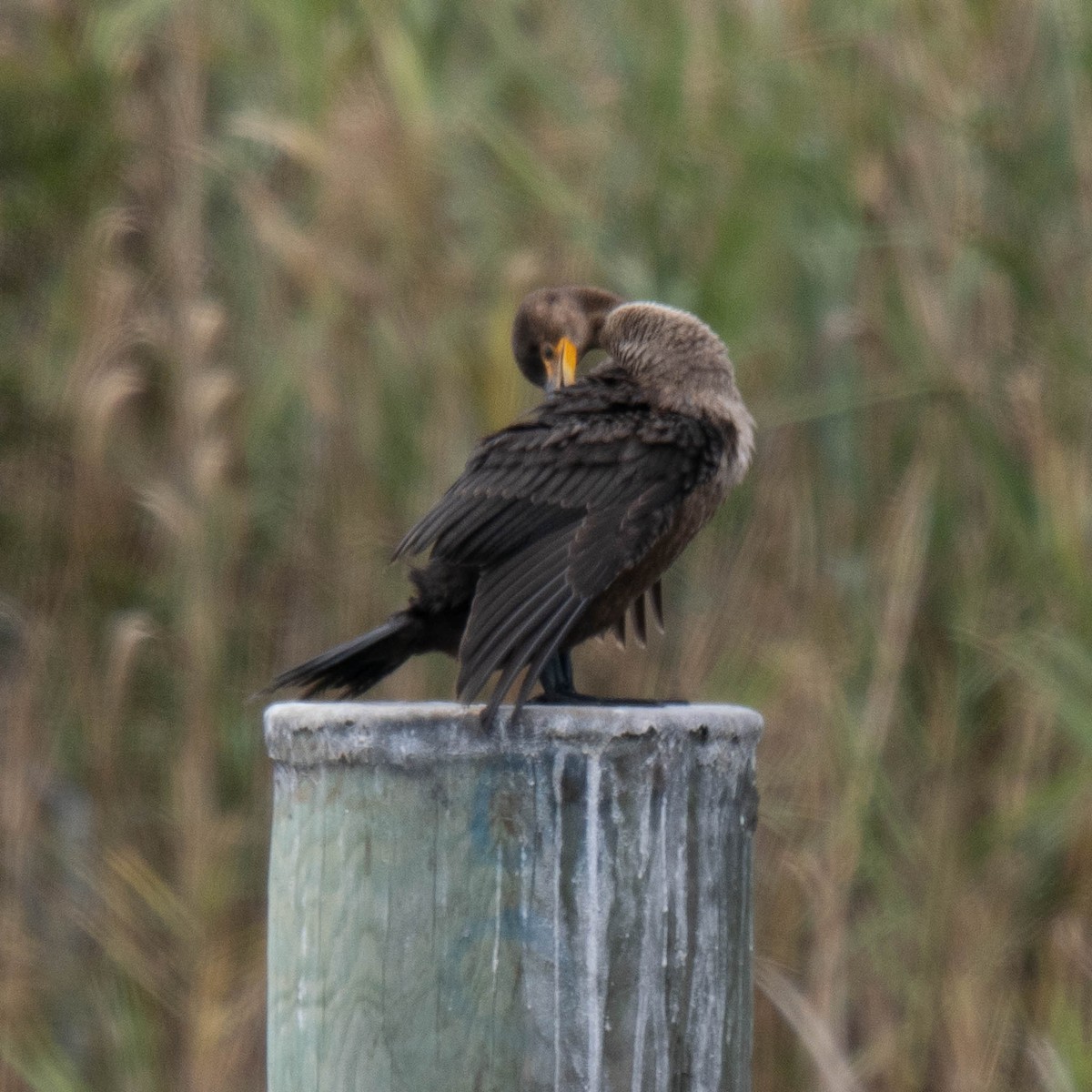 totoppskarv - ML646365970