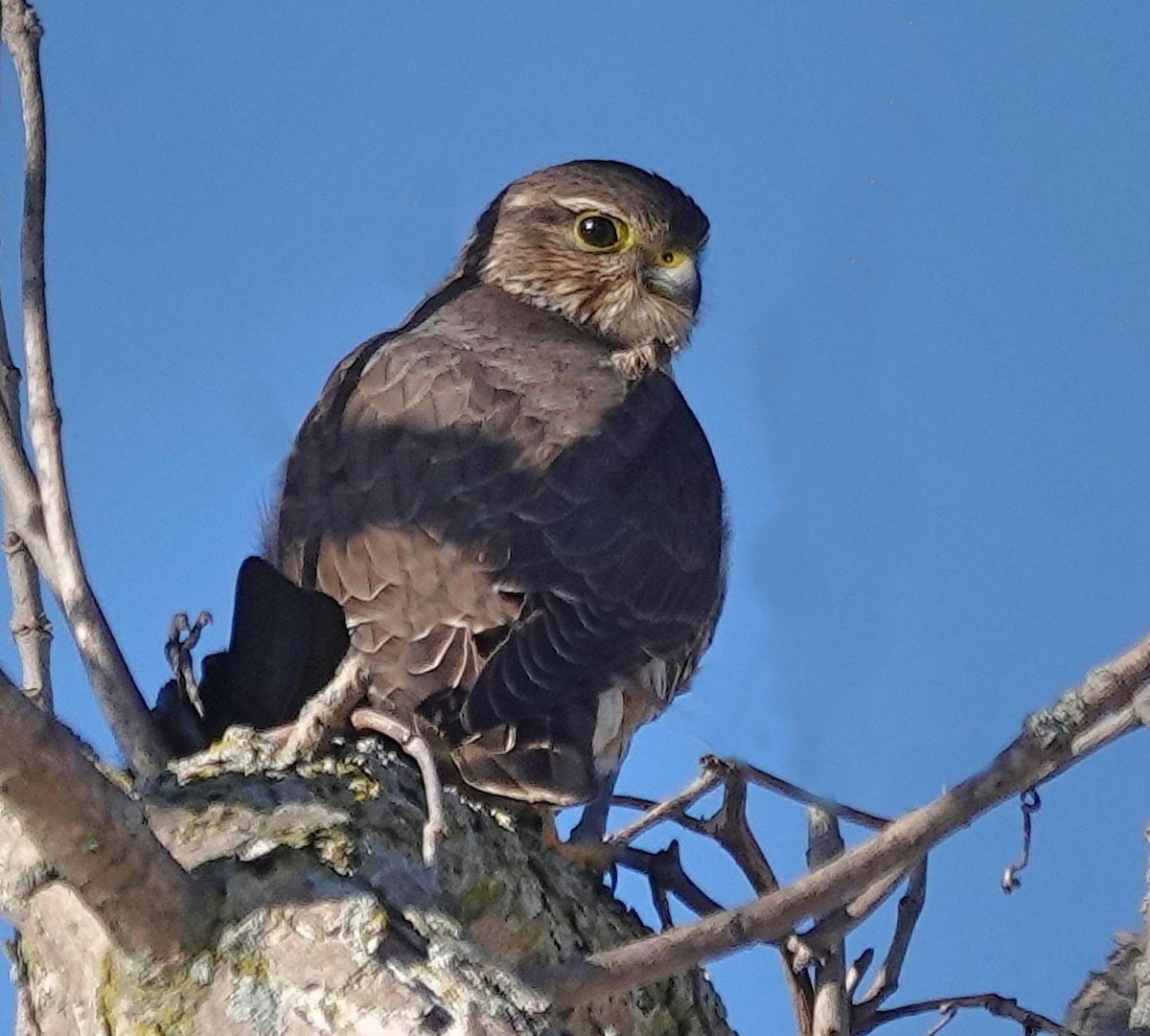 Merlin - ML646365972