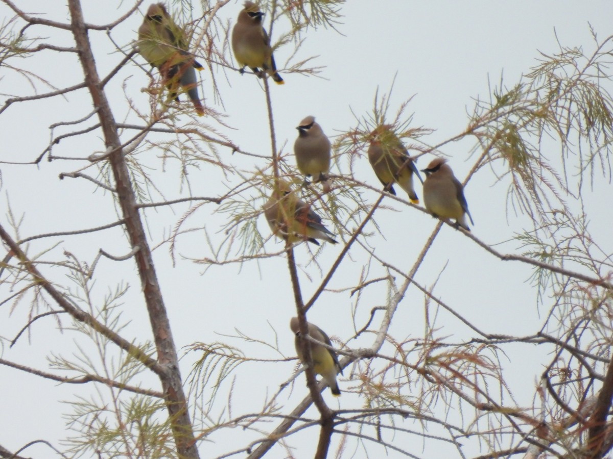 brkoslav americký - ML646365975