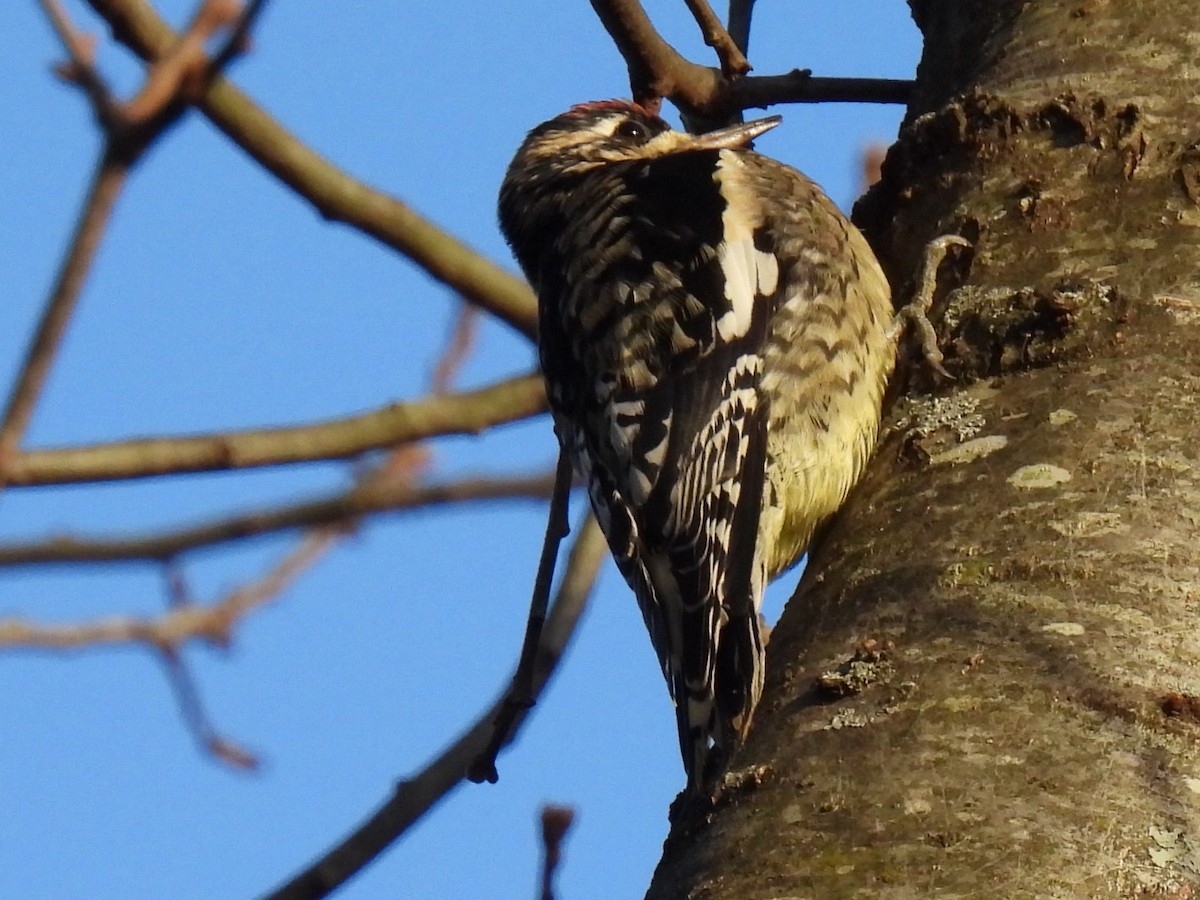 シルスイキツツキ - ML646365976