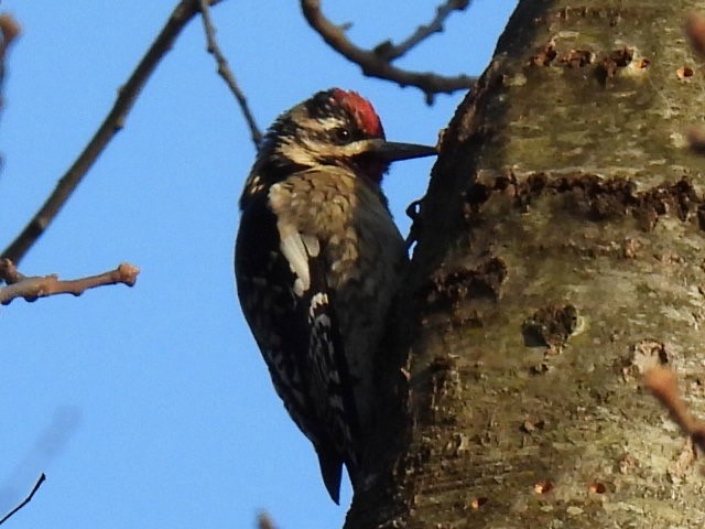 シルスイキツツキ - ML646365977