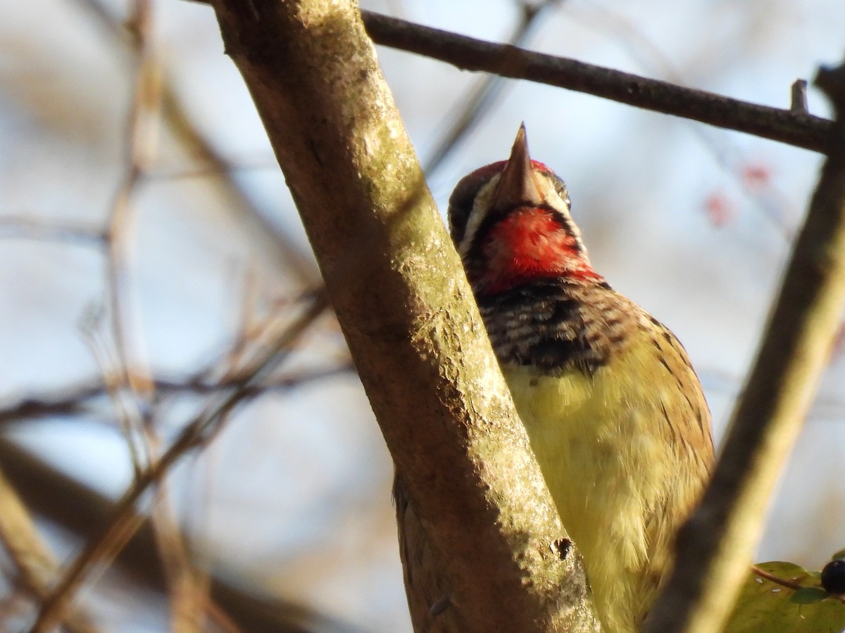Yellow-bellied Sapsucker - ML646365978