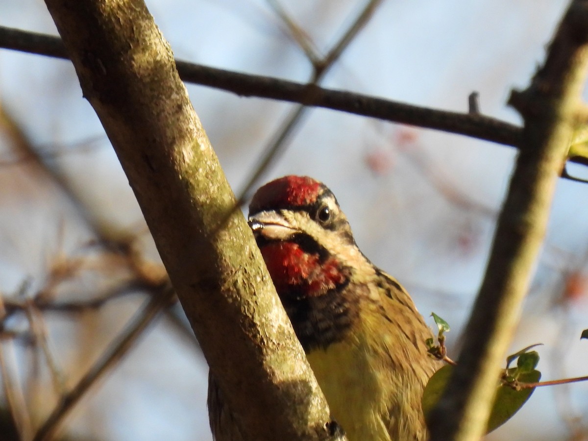 Yellow-bellied Sapsucker - ML646365979