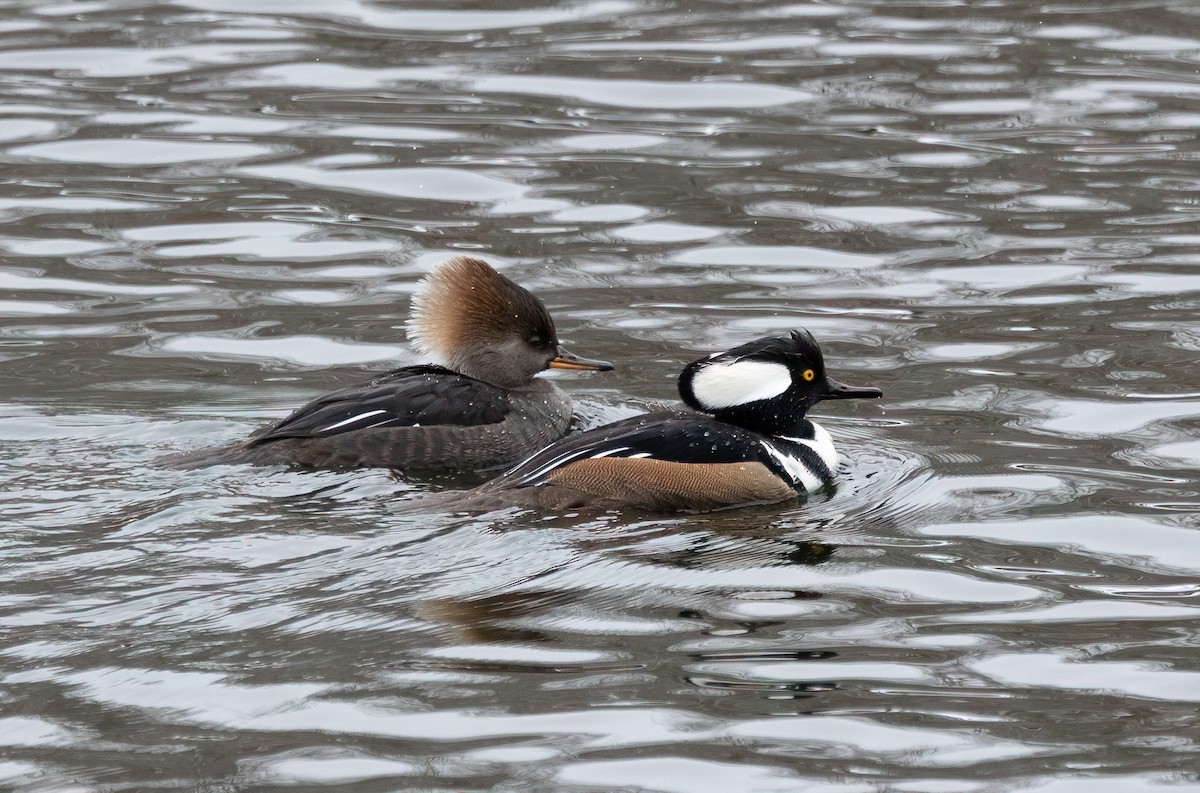 Hooded Merganser - ML646365980