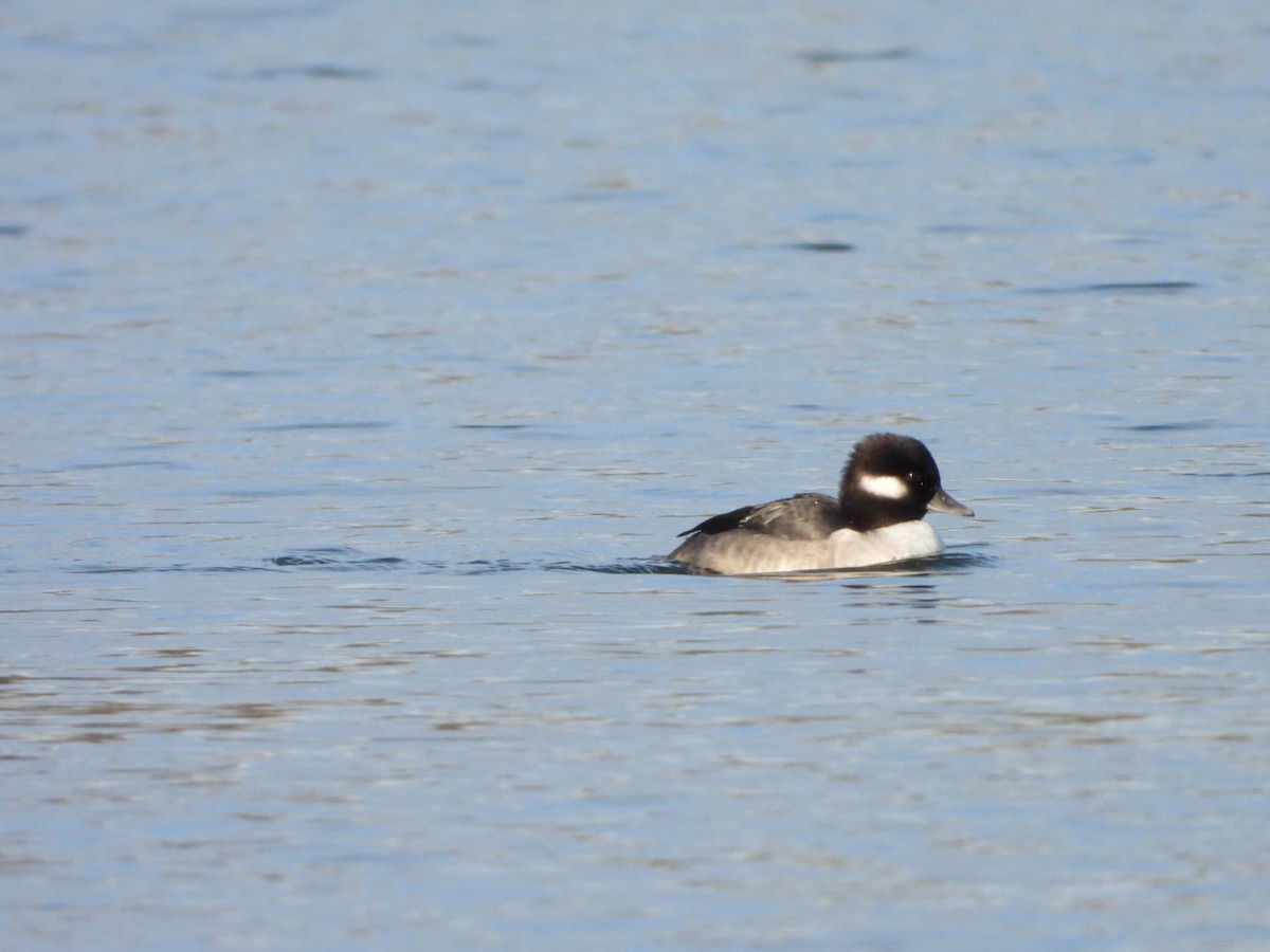 Bufflehead - ML646365981