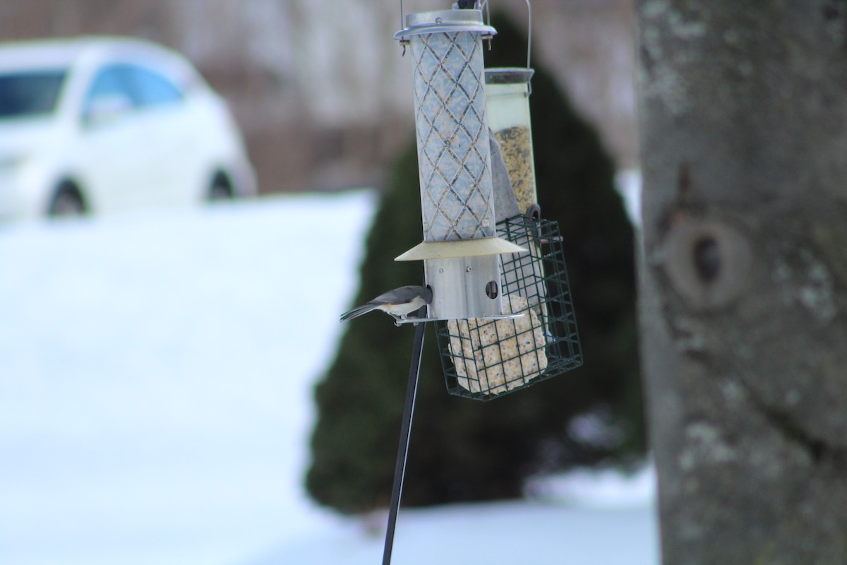 Tufted Titmouse - ML646365983