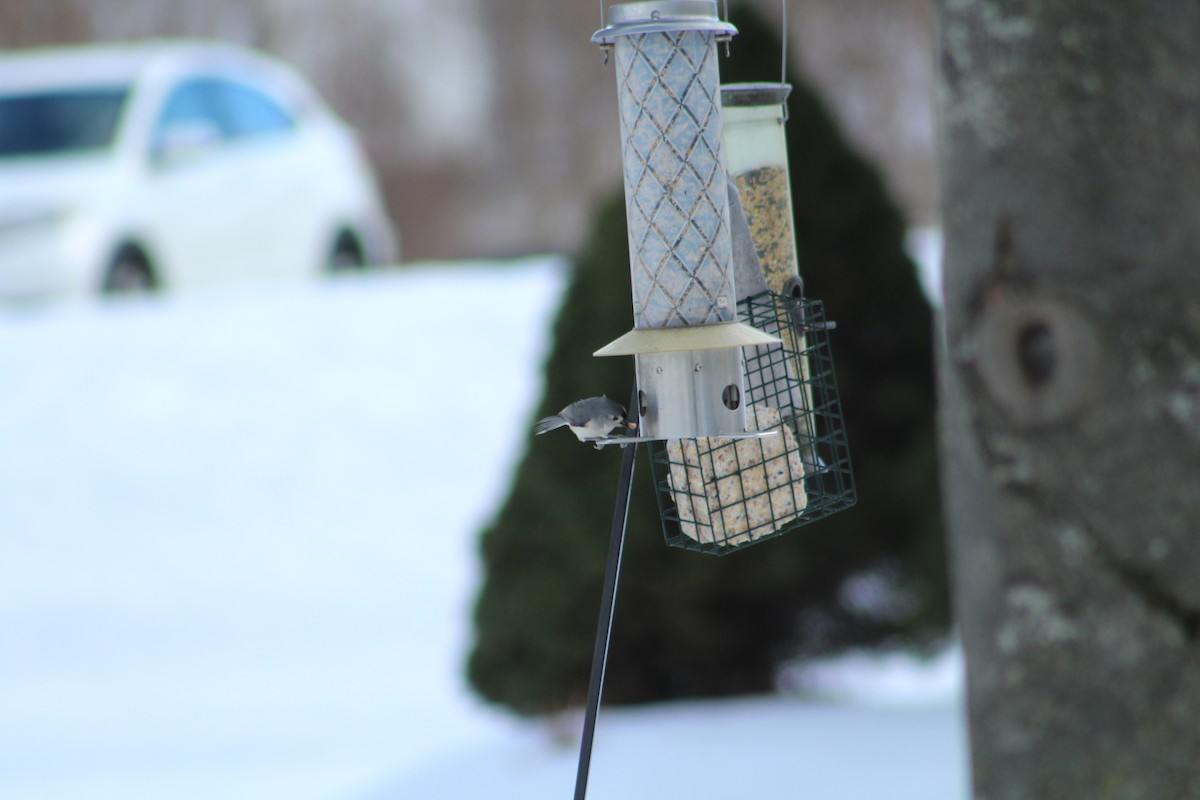 Tufted Titmouse - ML646365984
