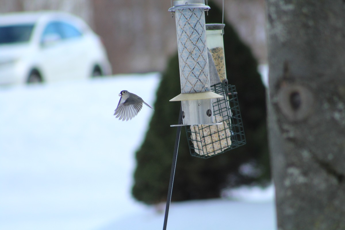 Tufted Titmouse - ML646365985