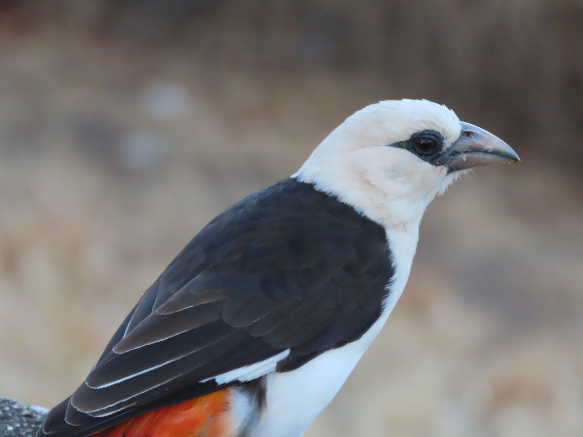 White-headed Buffalo-Weaver - ML646365988