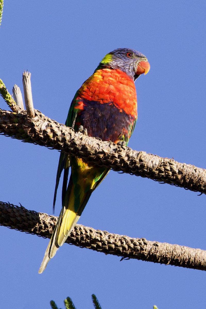 Rainbow Lorikeet - ML646365989
