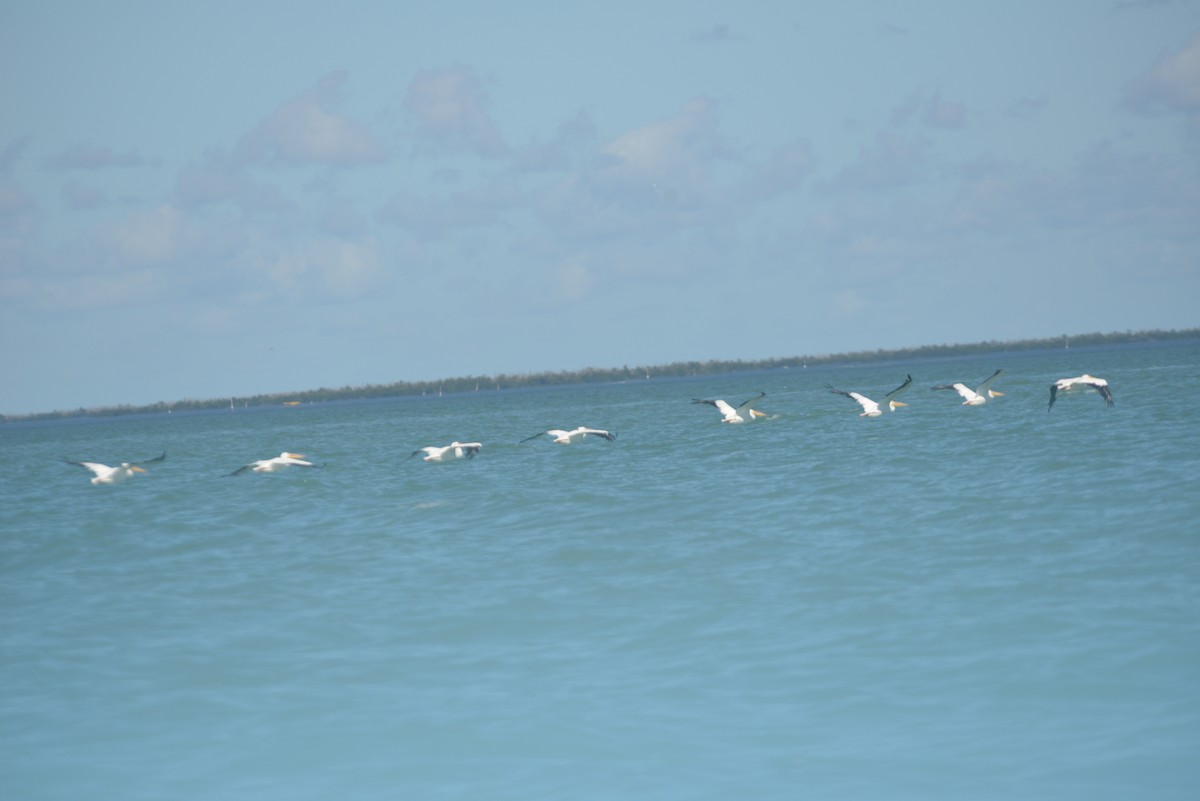 American White Pelican - ML646365990