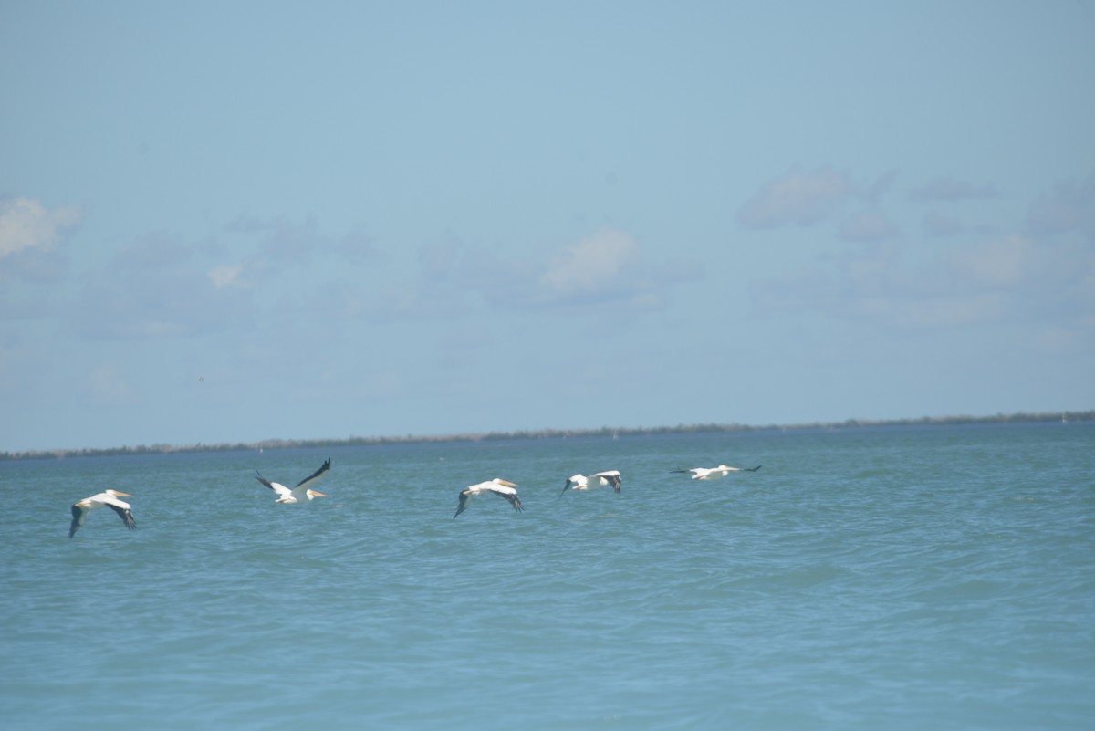 American White Pelican - ML646365992