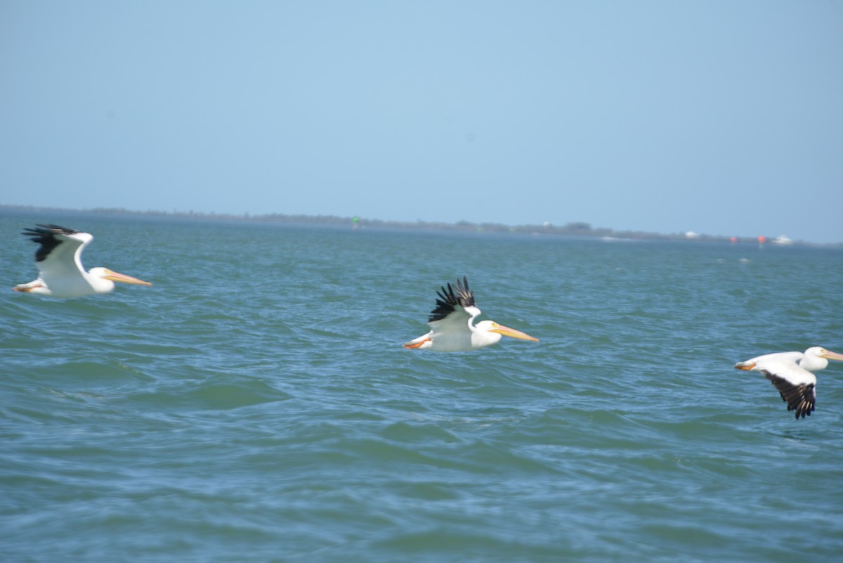 American White Pelican - ML646365993