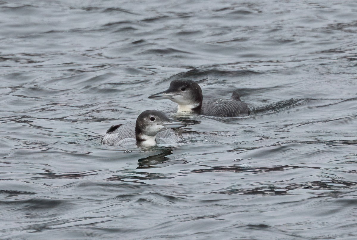 Common Loon - ML646365994