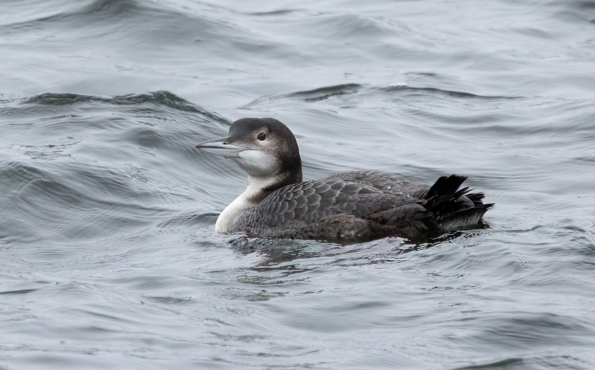 Common Loon - ML646365995