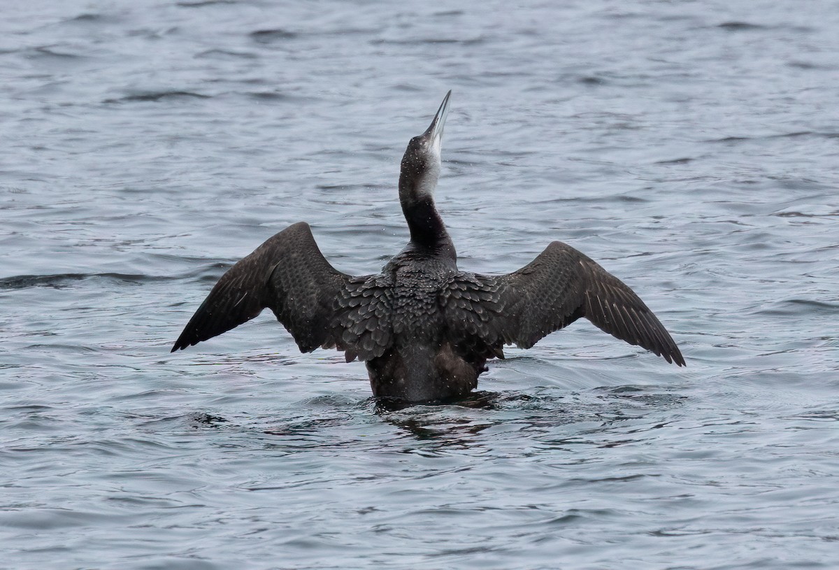 Common Loon - ML646365996