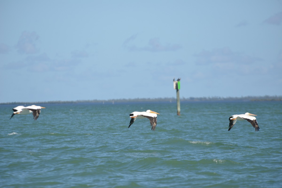 American White Pelican - ML646365997