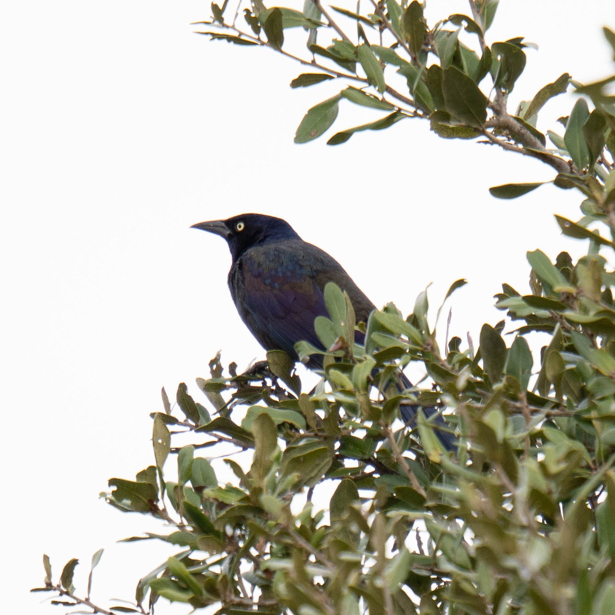 Common Grackle - ML646365998
