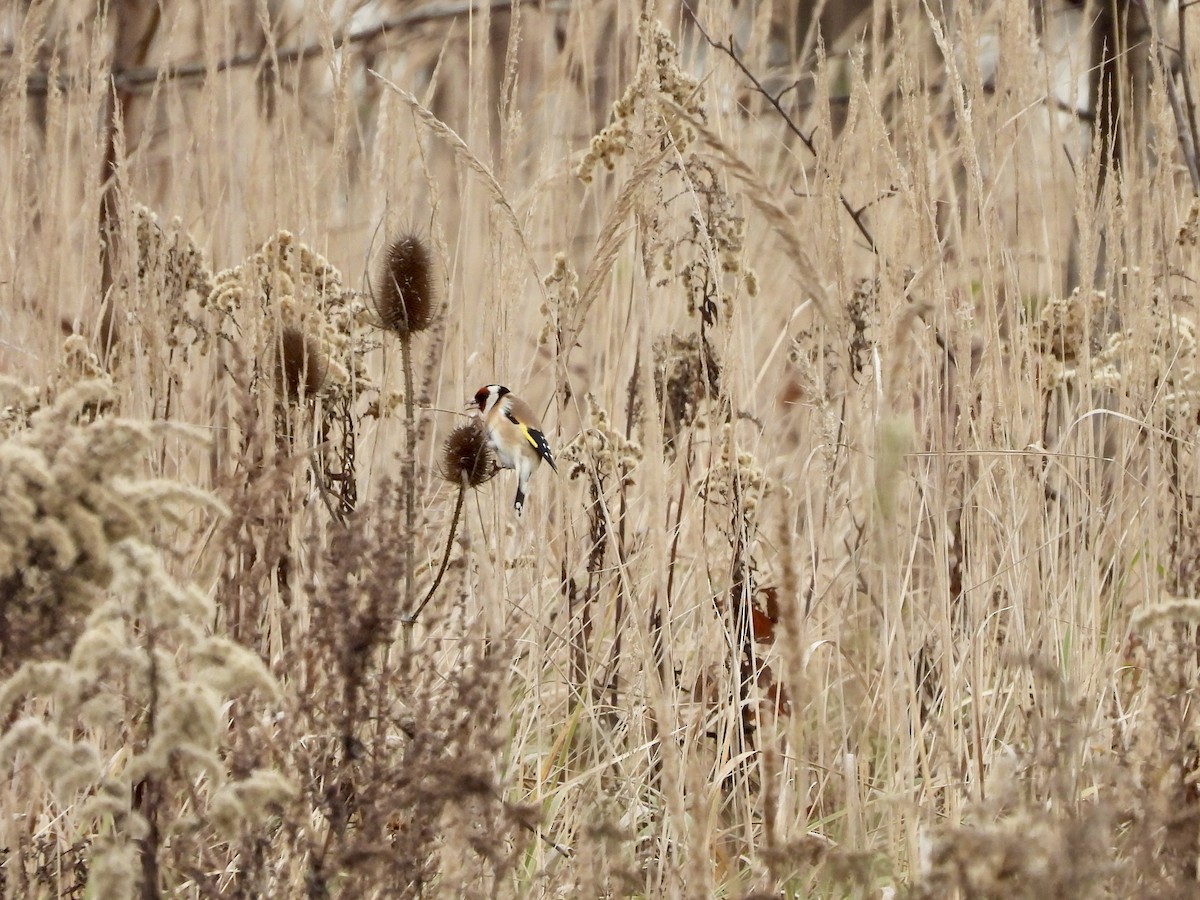 European Goldfinch - ML646365999