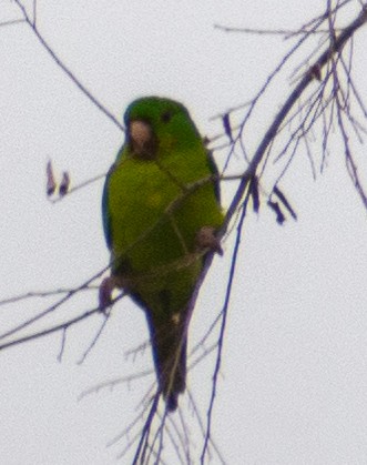 Green Parakeet - ML646366000