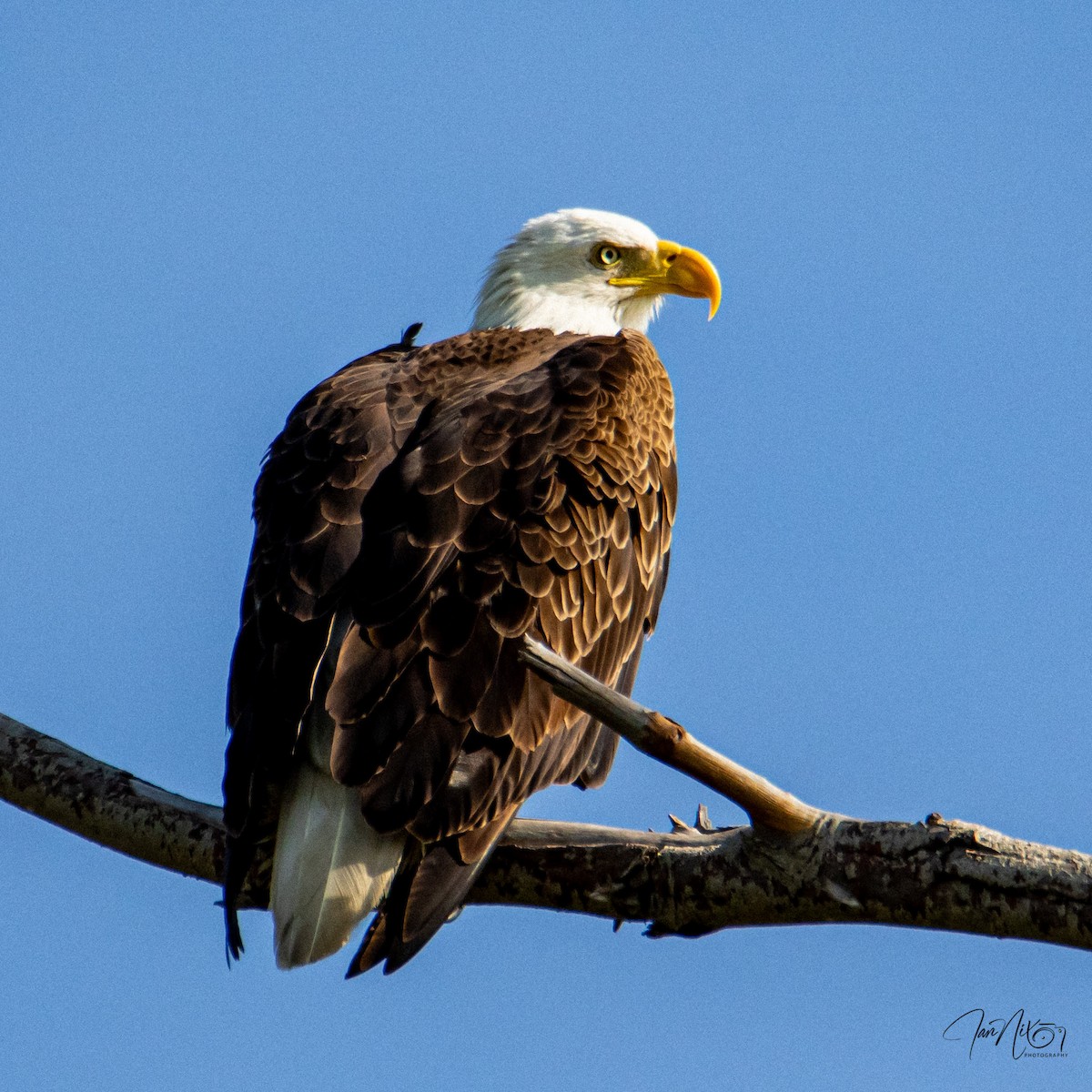 Bald Eagle - ML646366001