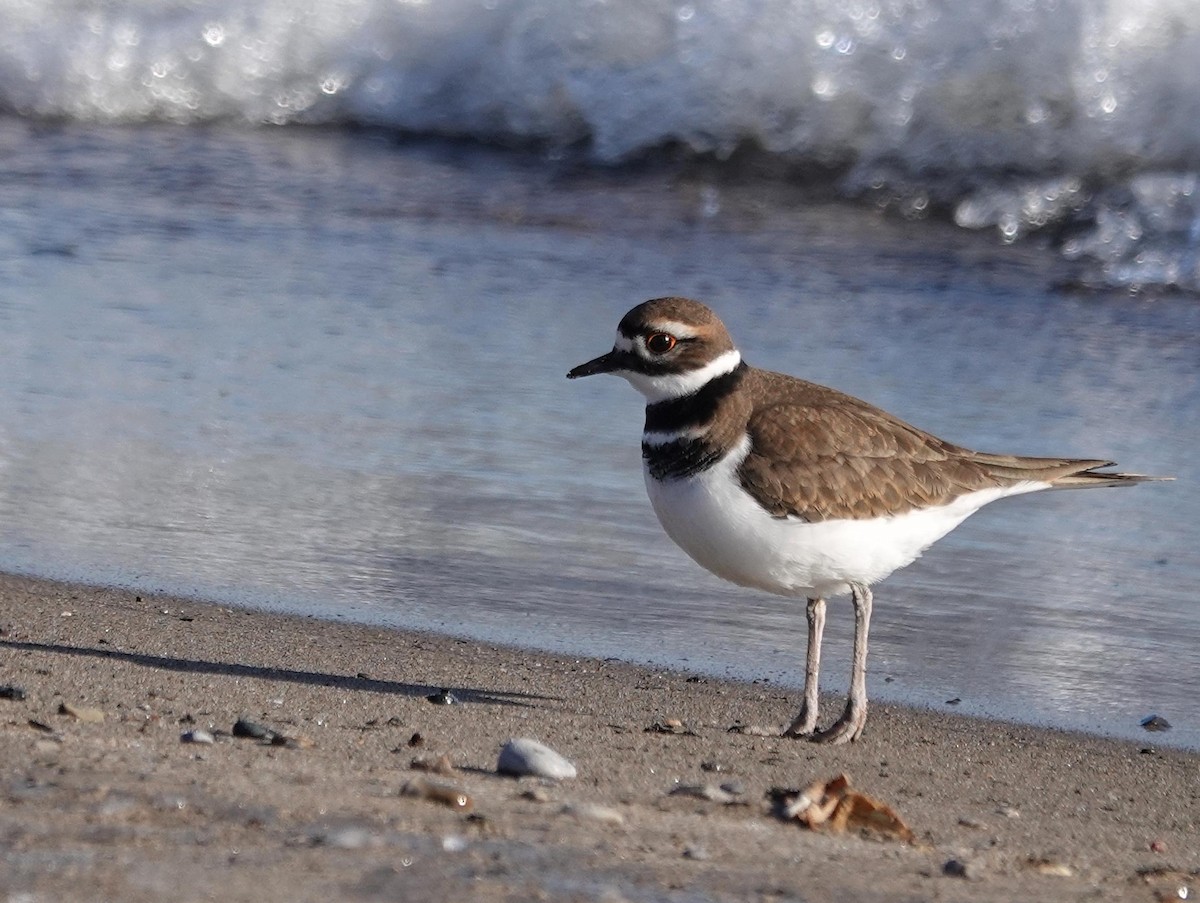 Killdeer - ML646366016