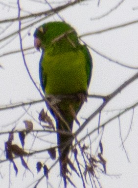 Green Parakeet - ML646366017