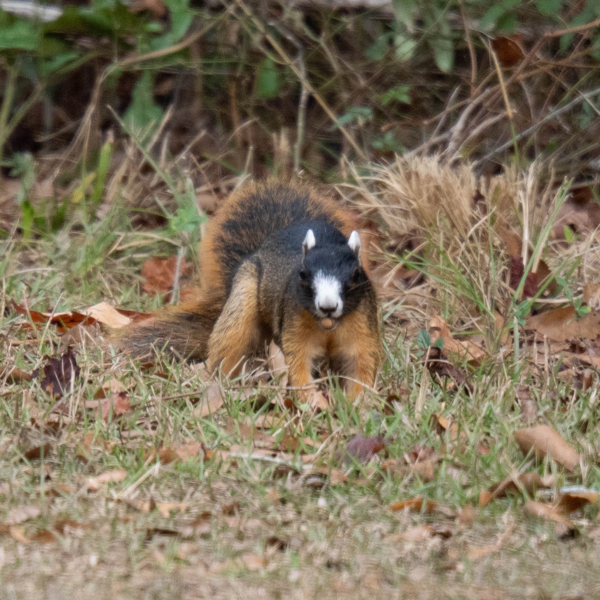 Upland Fox Squirrel - ML646366018