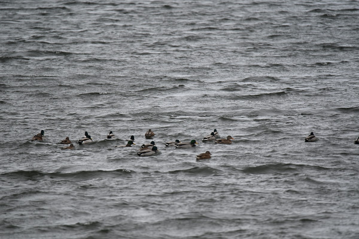 Mallard - ML646366019