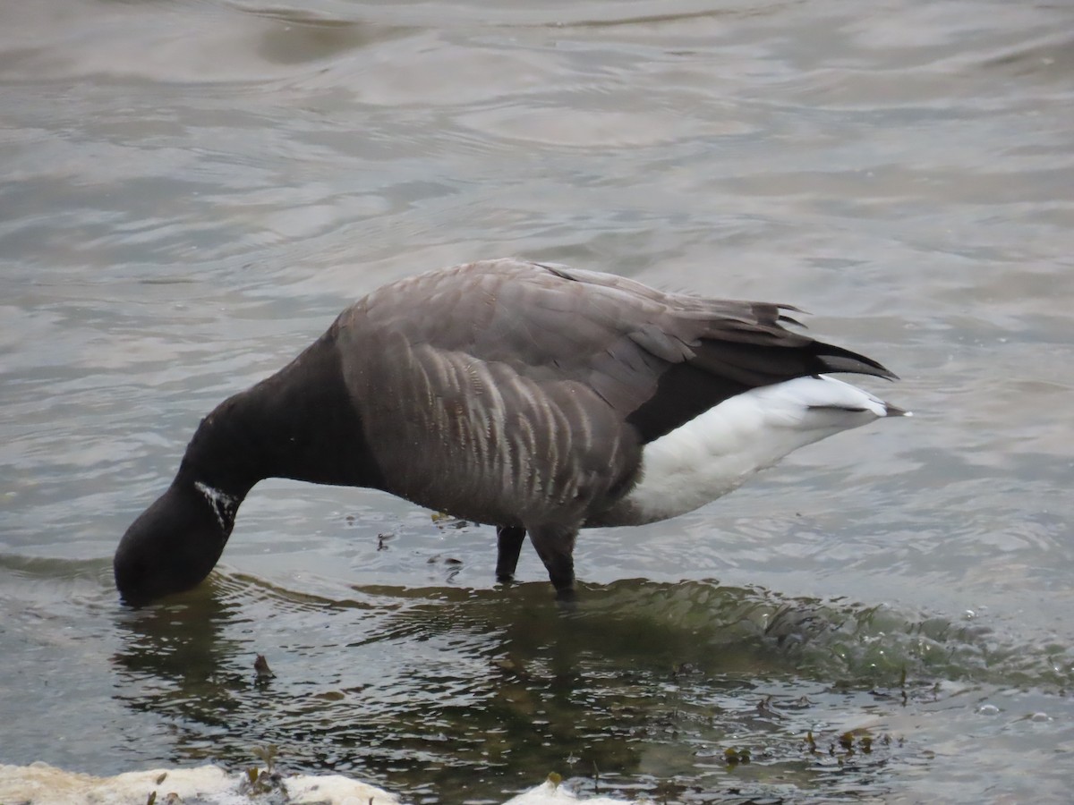 Brant - ML646366020