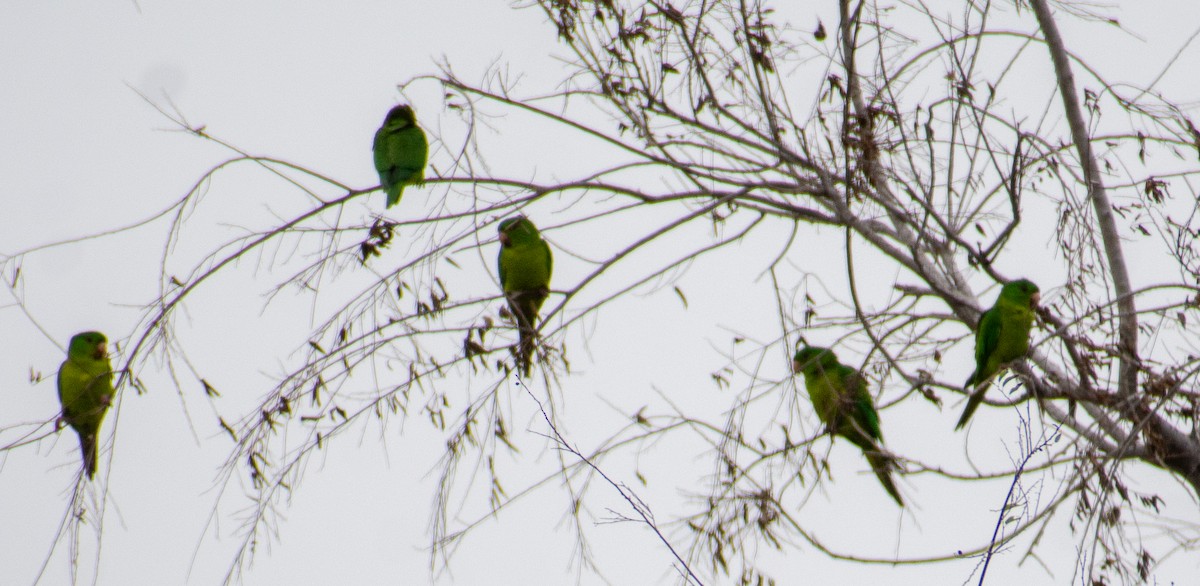 Green Parakeet - ML646366022