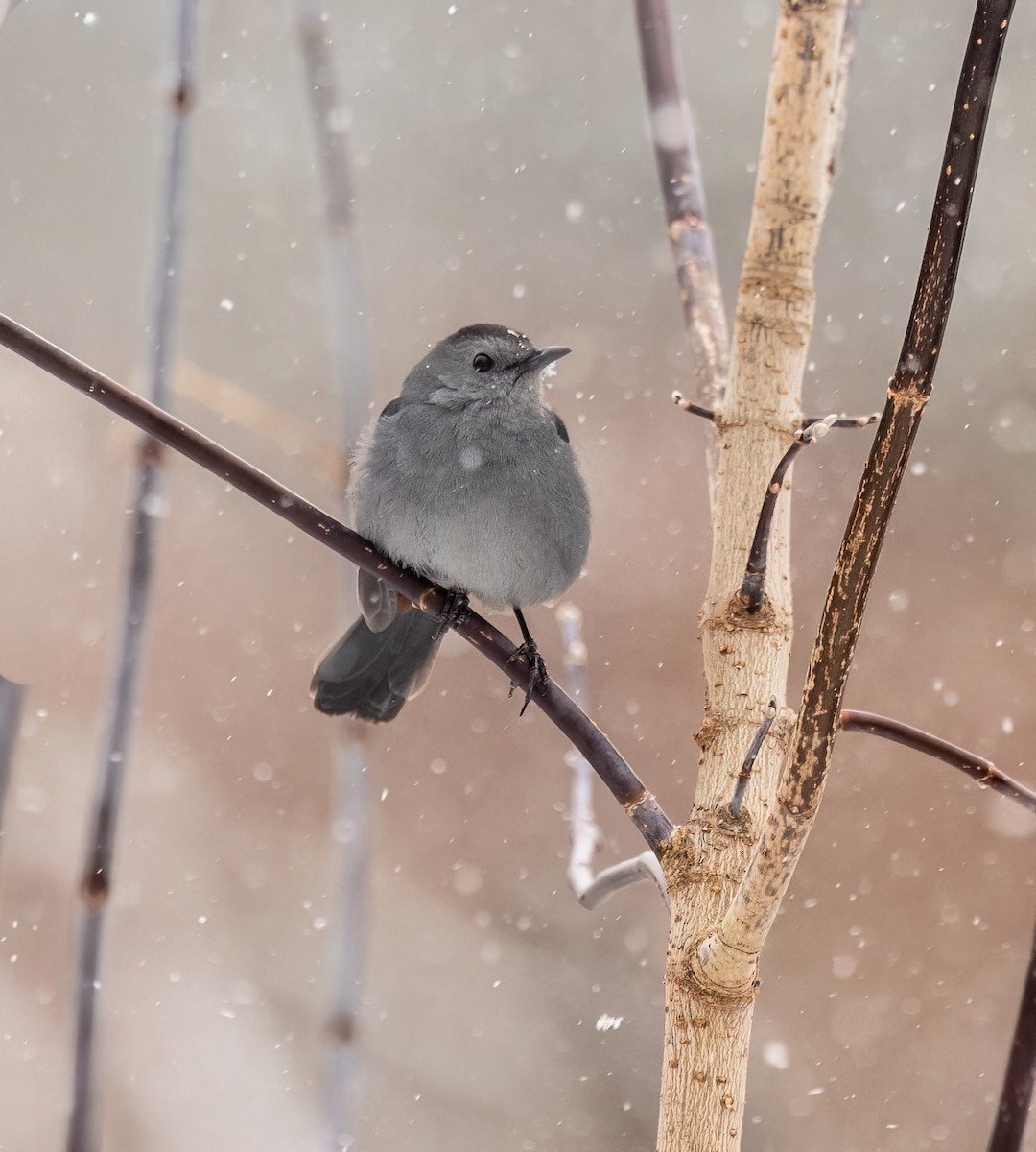 Gray Catbird - ML646366023