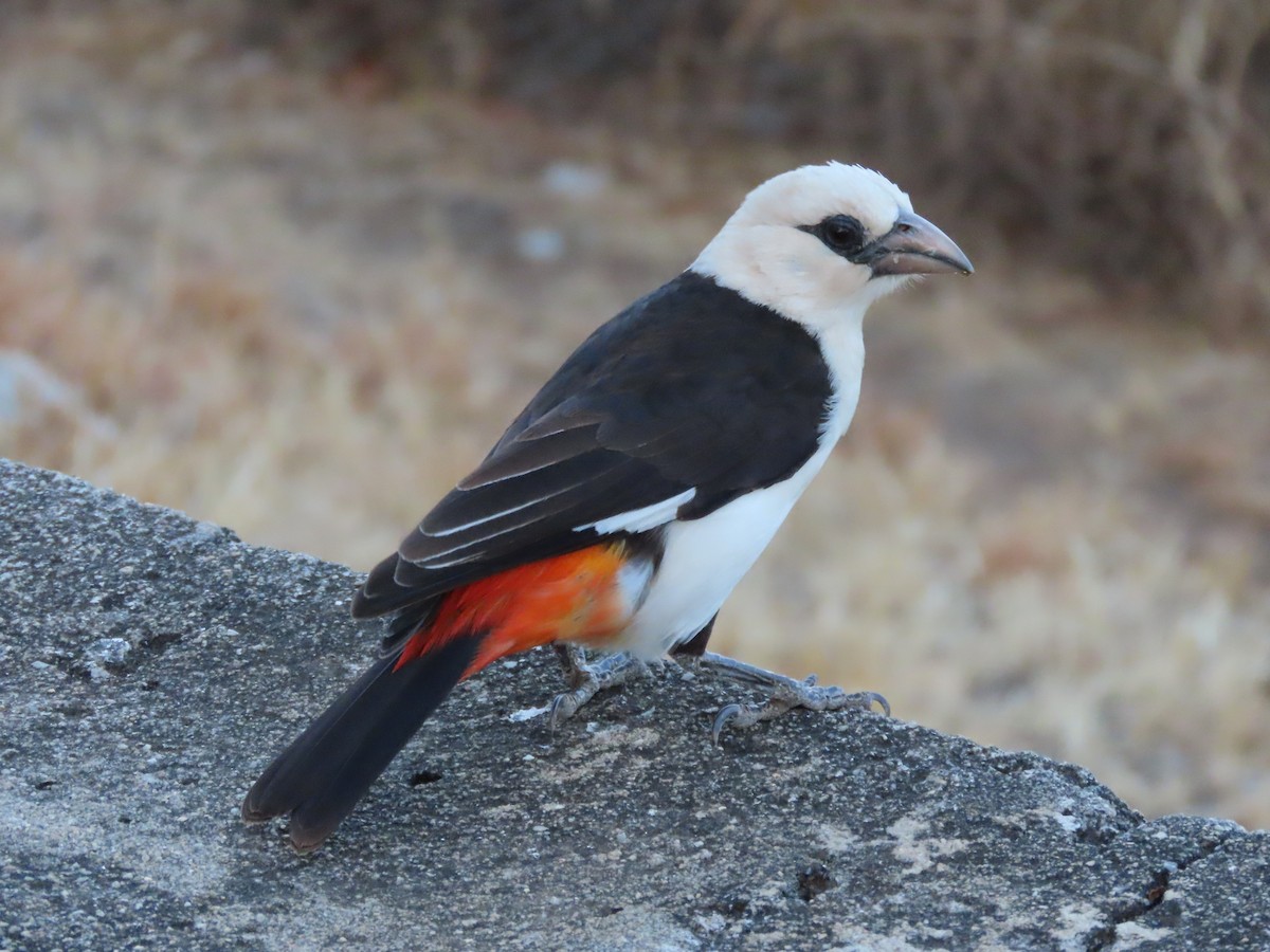 White-headed Buffalo-Weaver - ML646366024