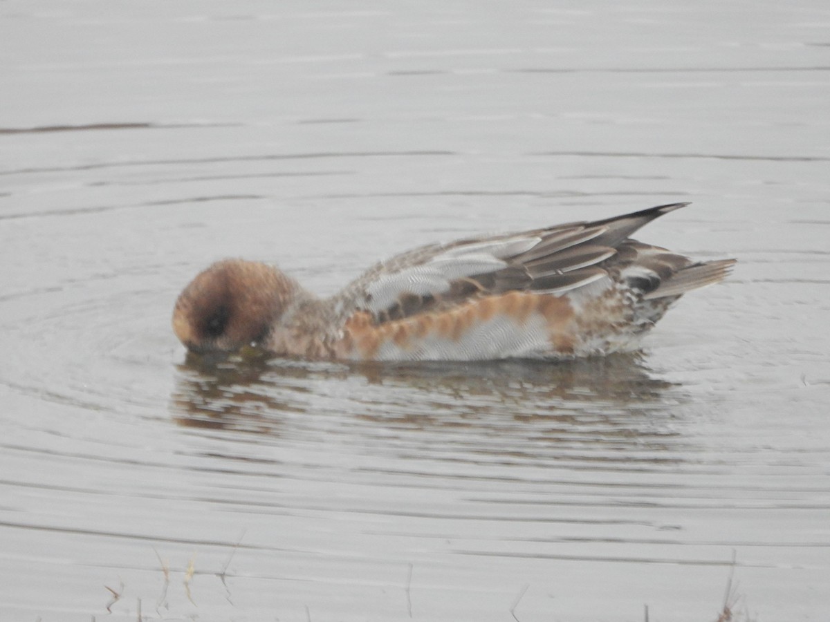 Eurasian Wigeon - ML646366025