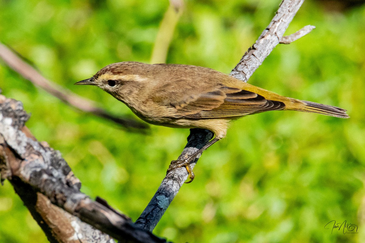 Palm Warbler - ML646366027