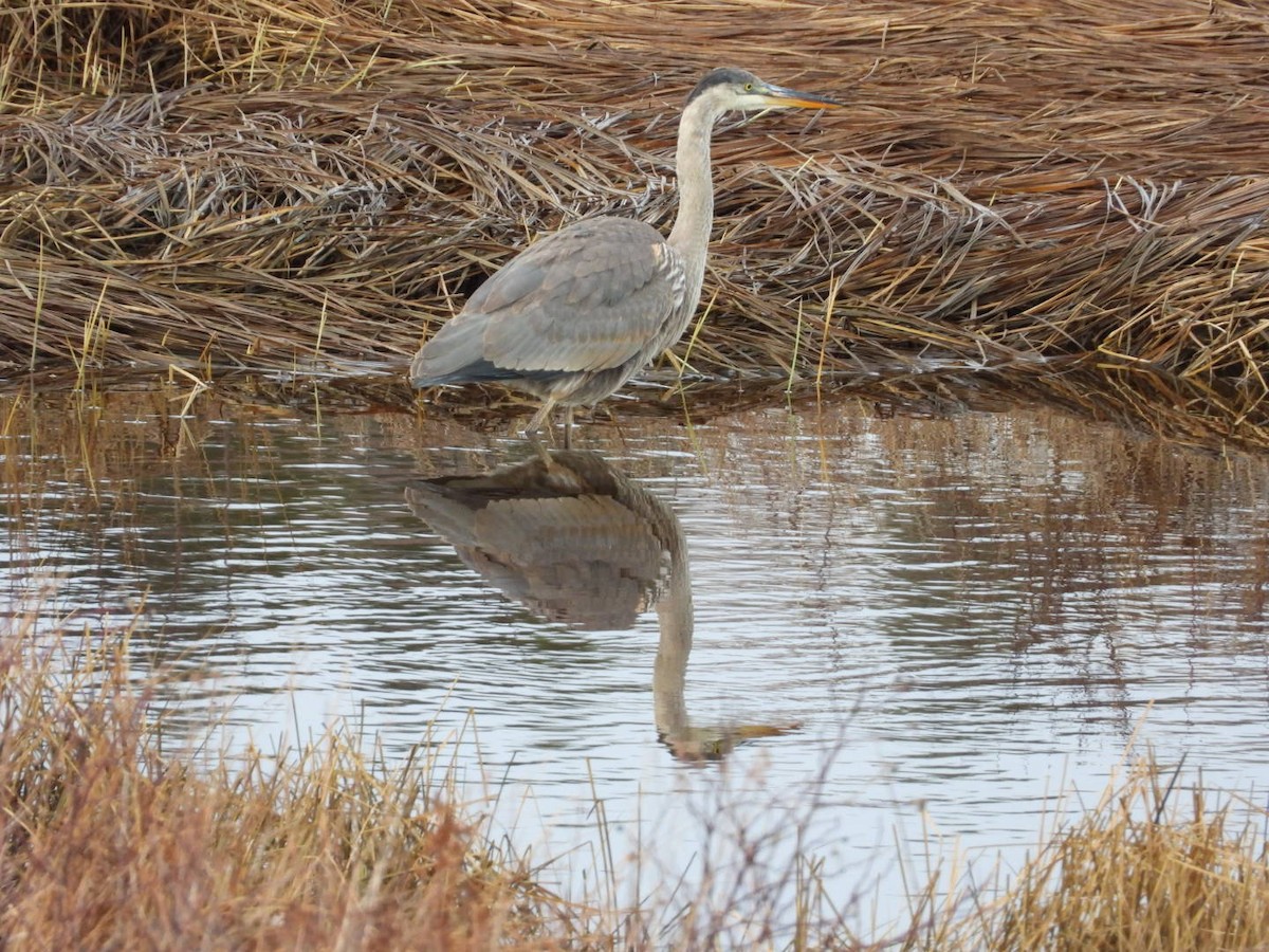 Great Blue Heron - ML646366031