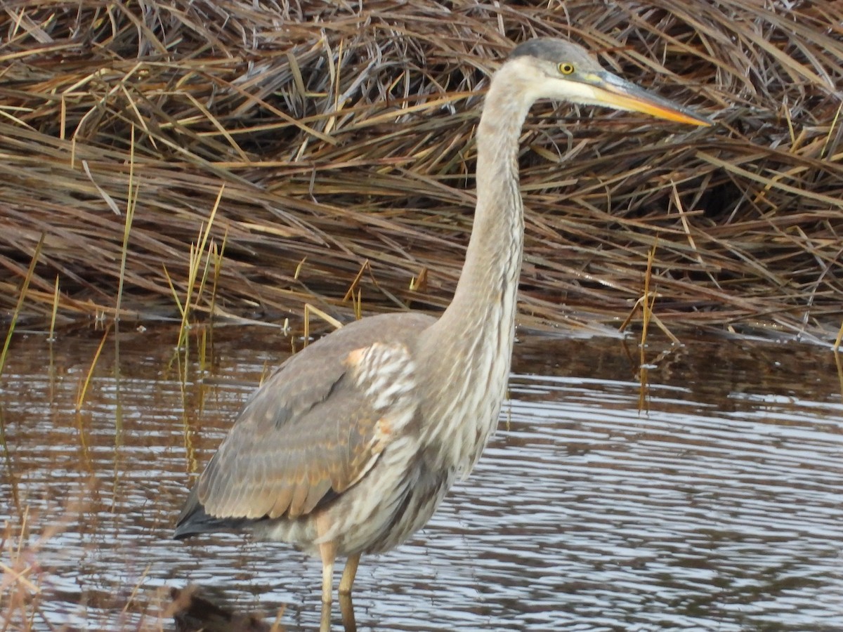 Great Blue Heron - ML646366032