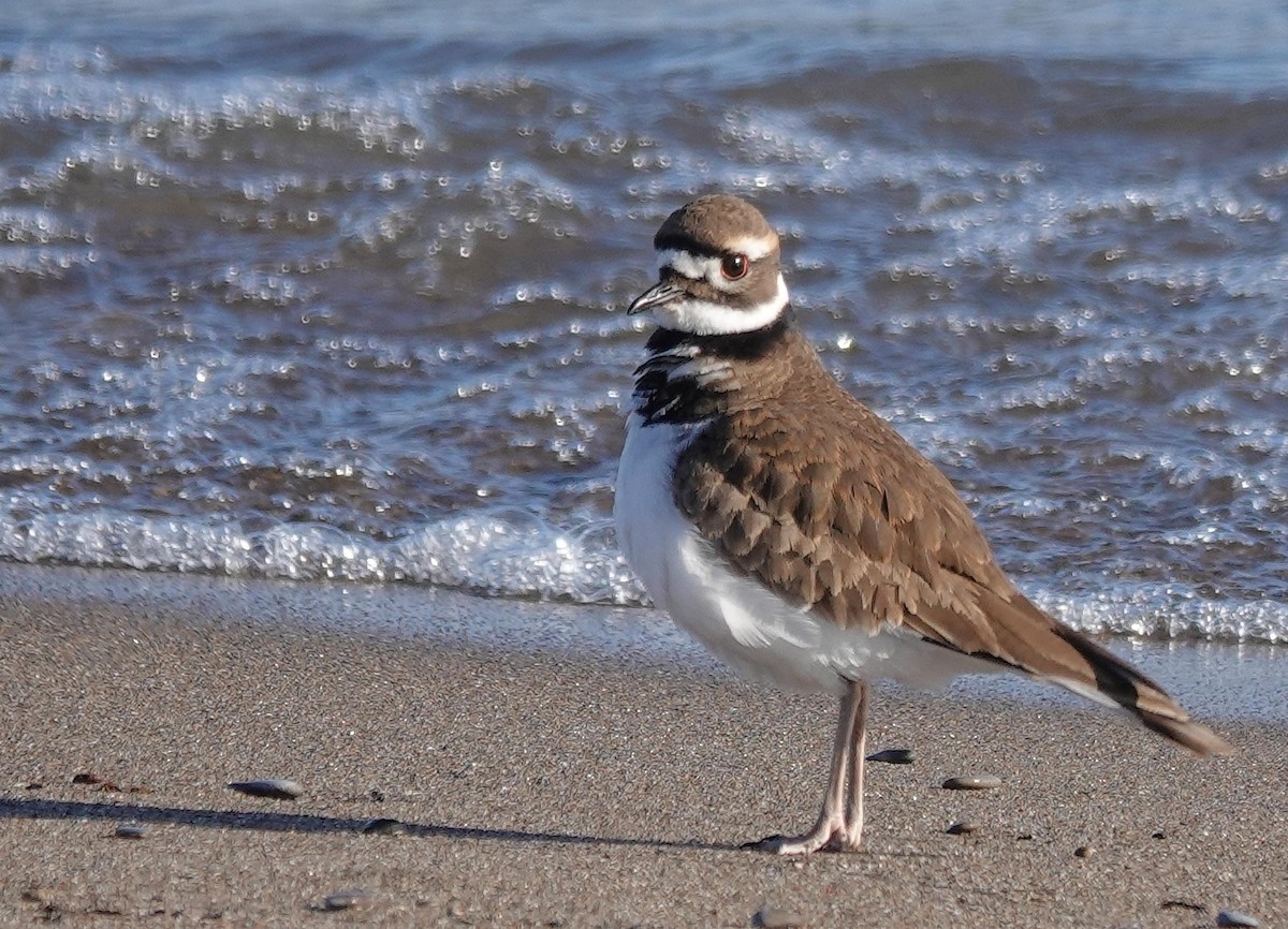 Keilschwanz-Regenpfeifer - ML646366034