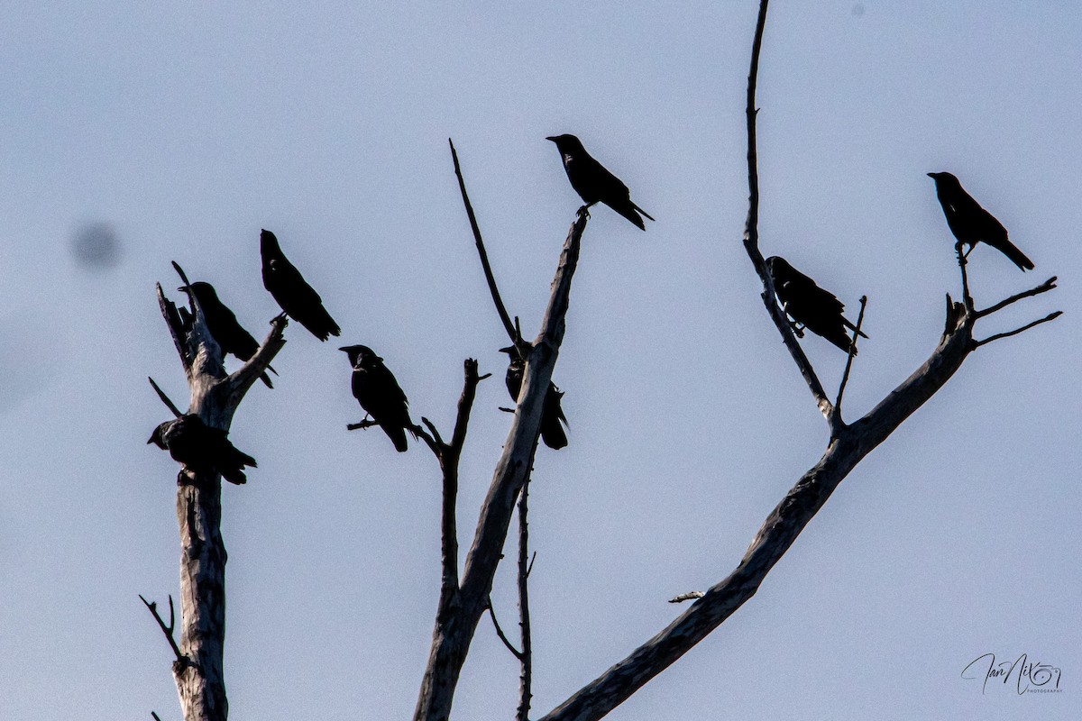 Fish Crow - ML646366035