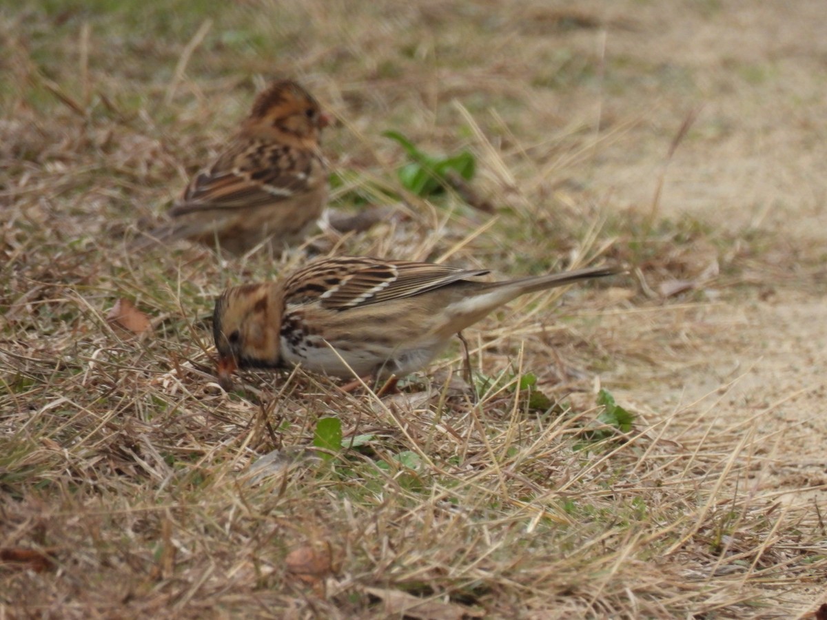 Field Sparrow - ML646366037