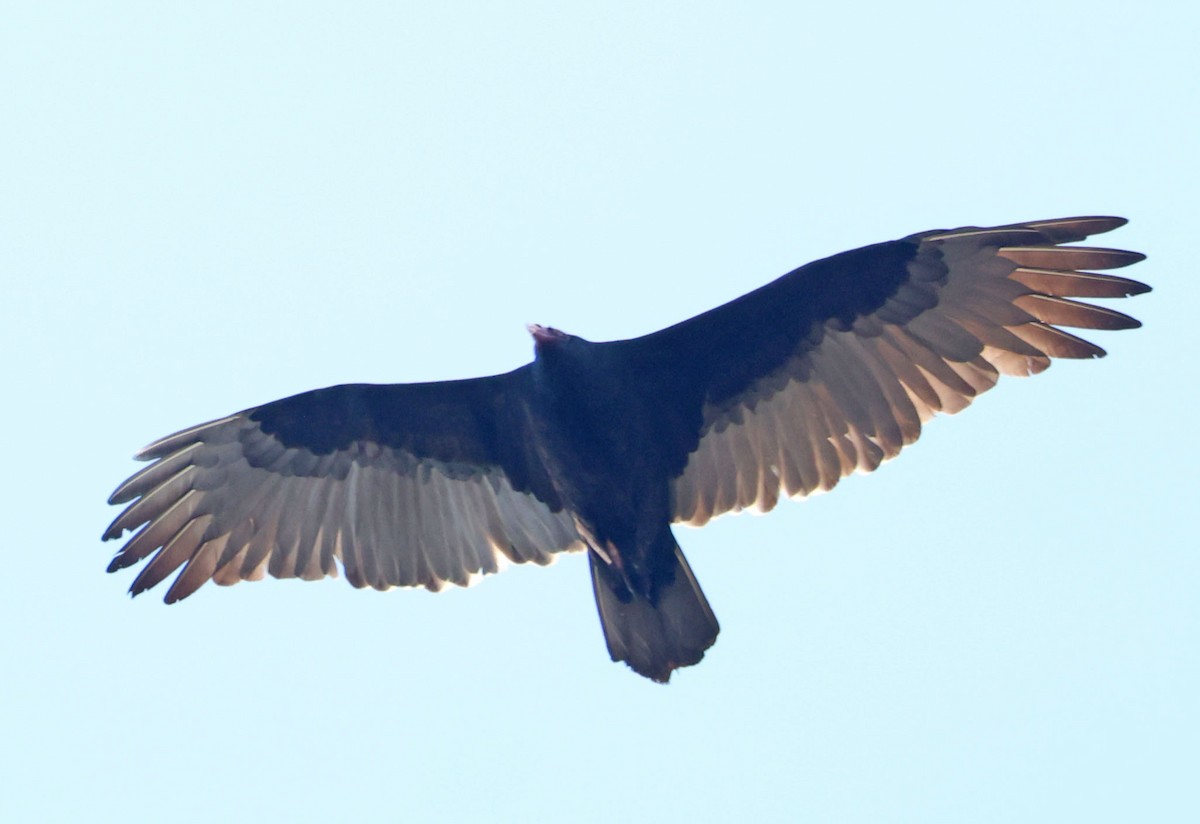 kondor krocanovitý - ML646366038