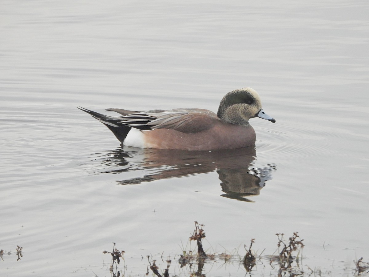 American Wigeon - ML646366039
