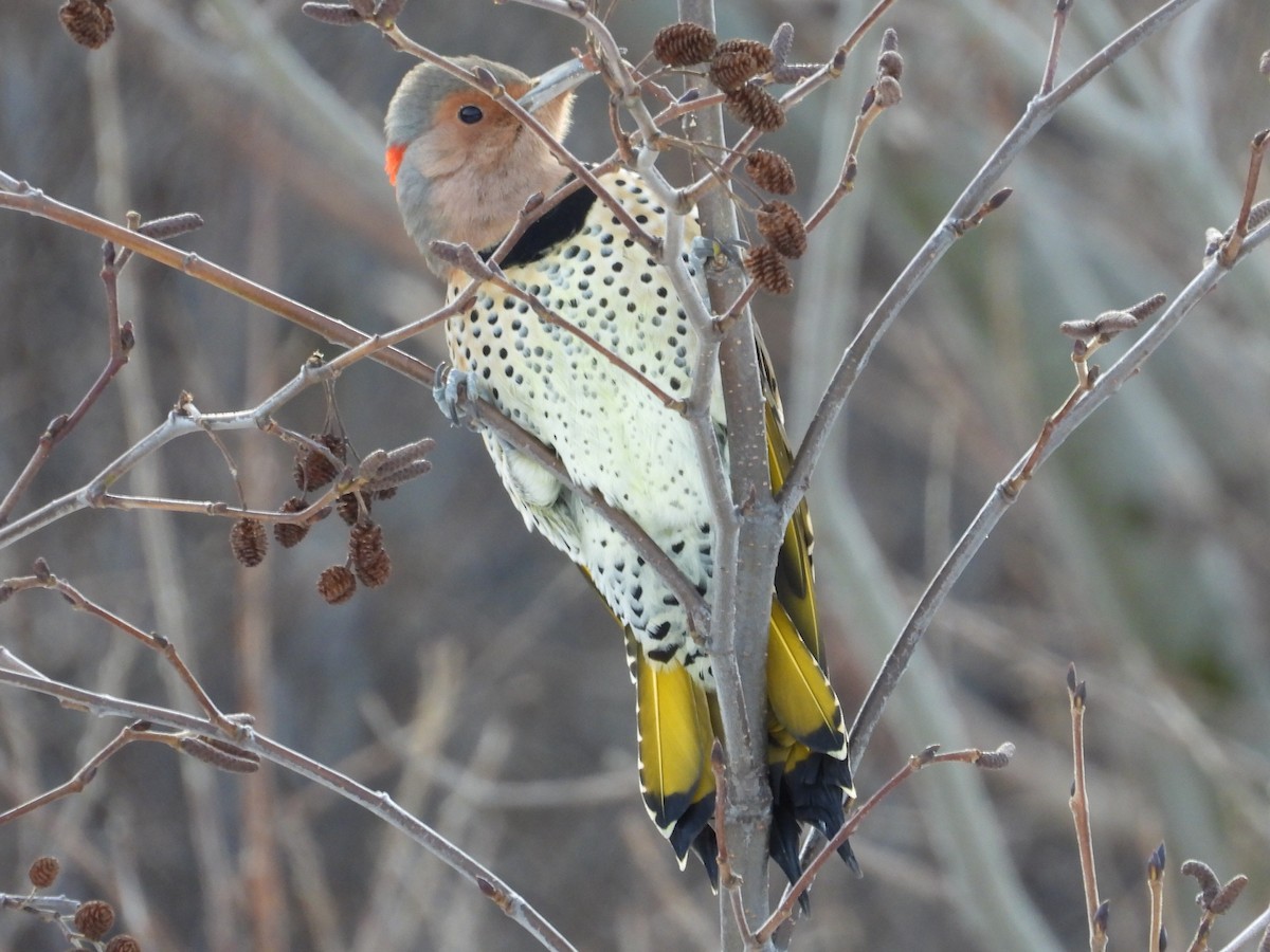Northern Flicker - ML646366045