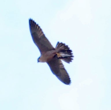 sokol stěhovavý - ML646366046