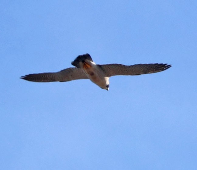 sokol stěhovavý - ML646366047