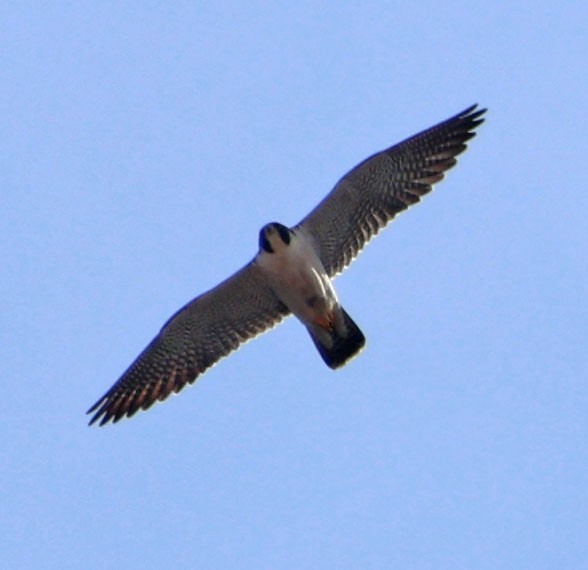 sokol stěhovavý - ML646366048