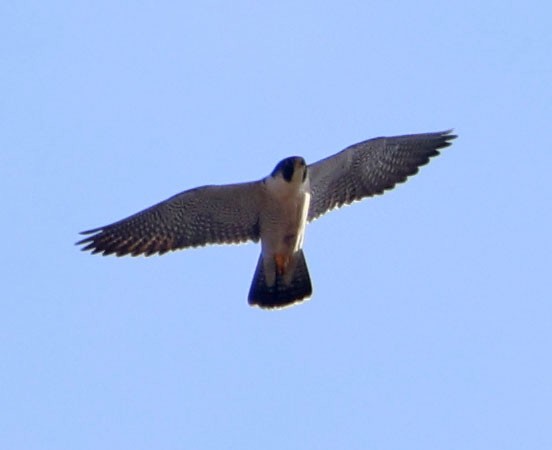 sokol stěhovavý - ML646366049