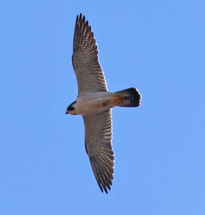 sokol stěhovavý - ML646366050