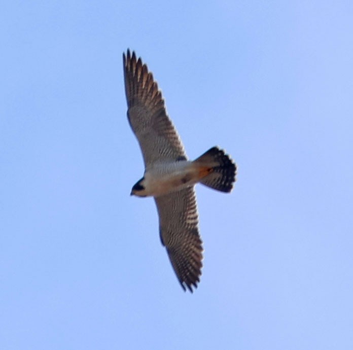 sokol stěhovavý - ML646366051