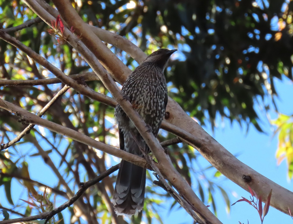 Медолюб-сережник східний - ML646366052